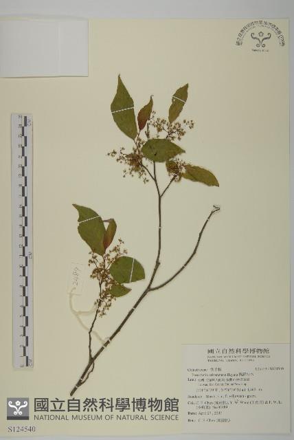 佩羅特木藏品圖，第1張