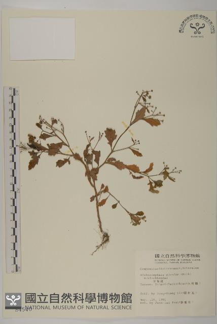 茯苓菜藏品圖，第1張