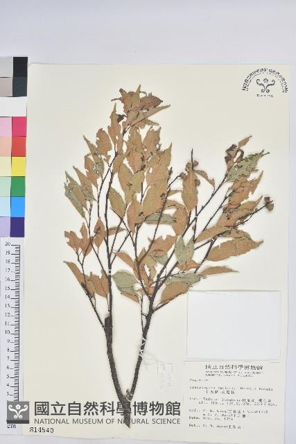 長尾栲、長尾柯、長尾尖葉櫧藏品圖，第1張