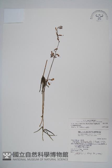 輪葉沙參藏品圖，第1張