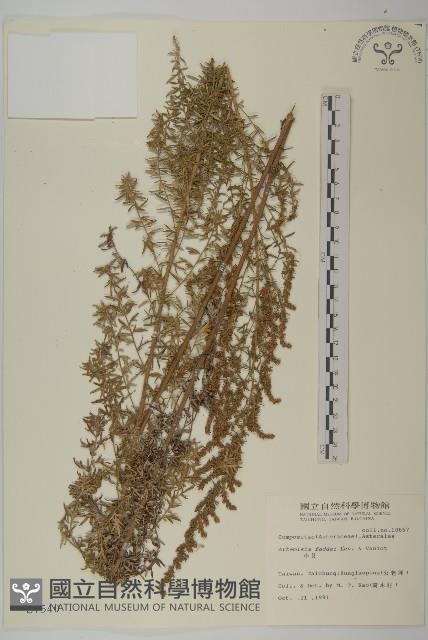 小艾、矮蒿藏品圖，第1張