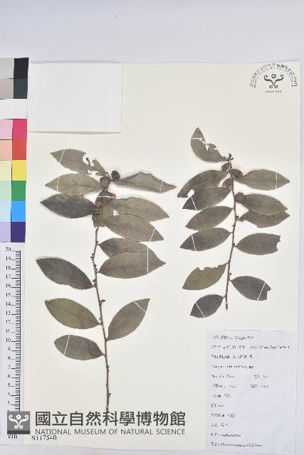 紅毛饅頭果藏品圖，第1張