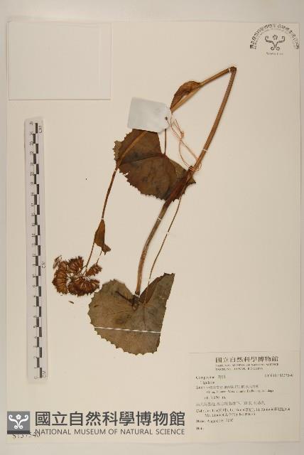 雲南橐吾藏品圖，第1張