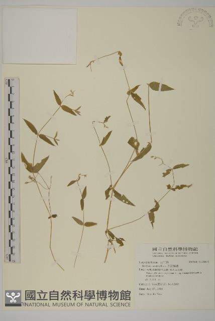 疏花繁縷藏品圖，第1張