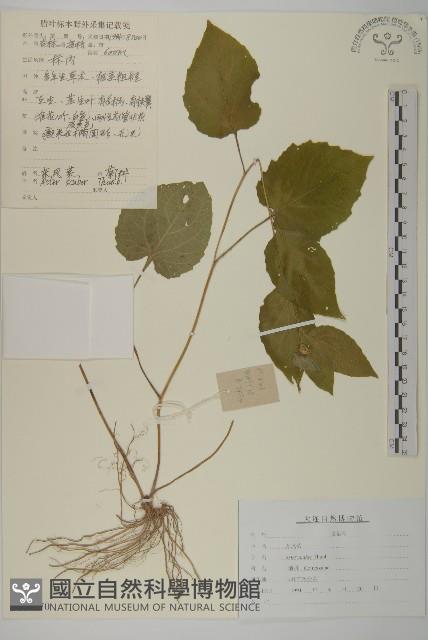 東鳳菜藏品圖，第1張