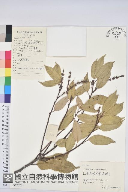 淋漓柯藏品圖，第1張