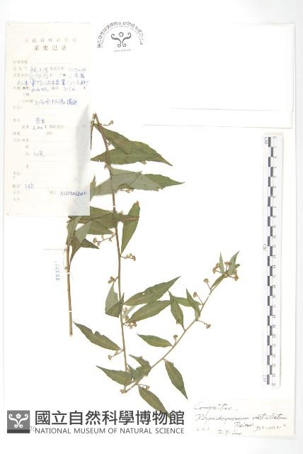 秋分草藏品圖，第1張