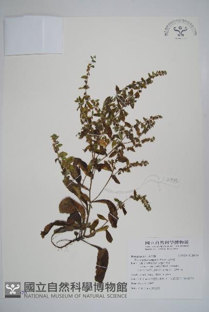 盾果草藏品圖，第1張