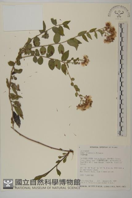 臺灣馬蘭藏品圖，第1張