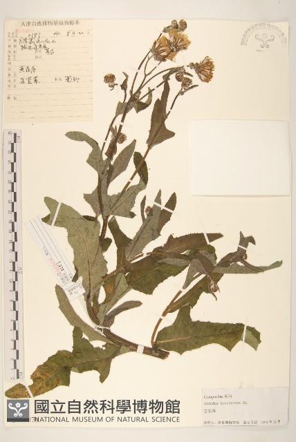 長裂苦苣菜藏品圖，第1張