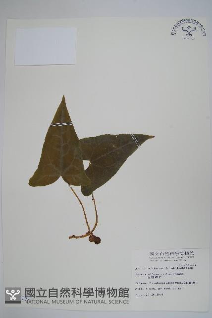 白斑細辛藏品圖，第1張