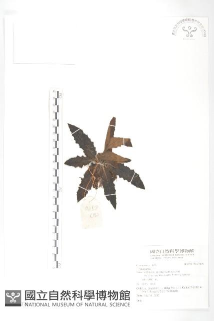 登錄號:S137070藏品圖，第1張