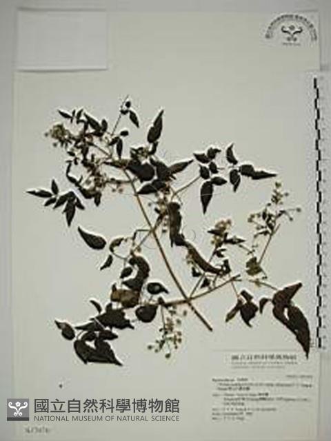 梨山小蓑衣藤藏品圖，第1張