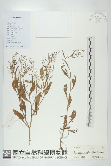 小葶藶藏品圖，第1張