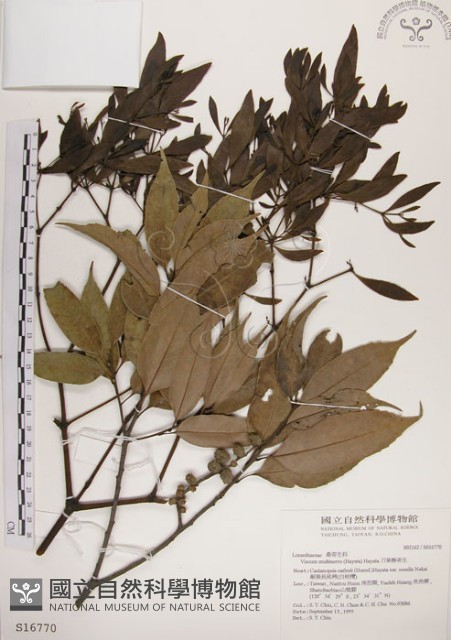 刀葉槲寄生、刀葉桑寄生藏品圖，第1張