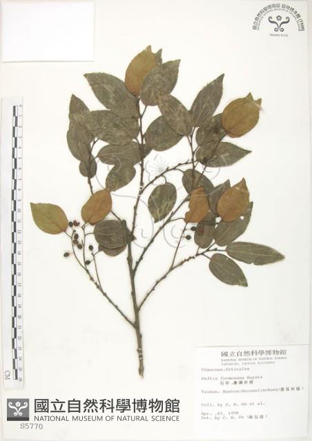 石朴藏品圖，第1張