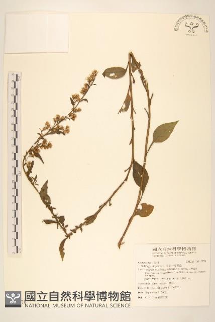 毛果一枝黃花藏品圖，第1張