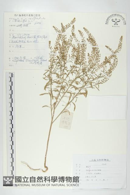 腺獨行菜藏品圖，第1張