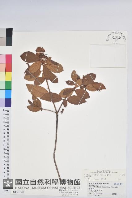 金毛杜鵑藏品圖，第1張