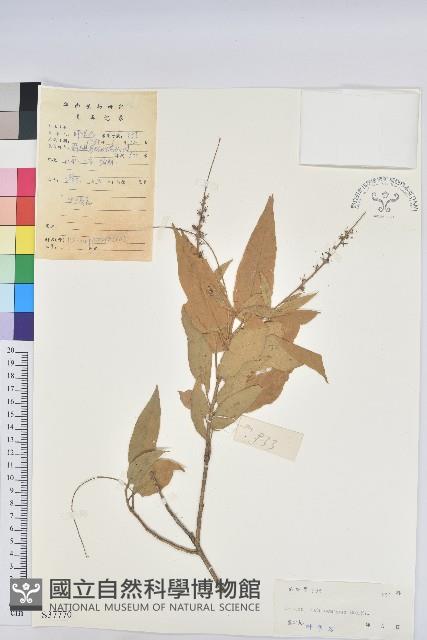 毛果巴豆藏品圖，第1張