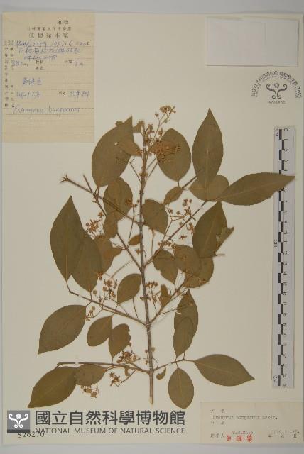 Accession Number:S026270 Collection Image, Figure 1, Total 3 Figures