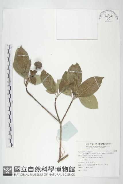 頭狀四照花藏品圖，第1張