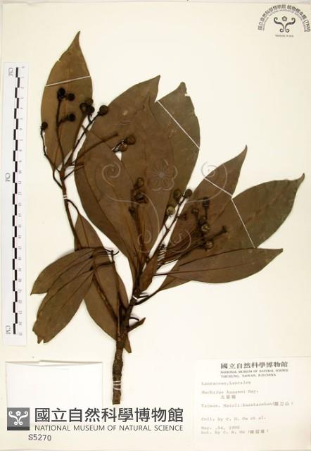 大葉楠藏品圖，第1張