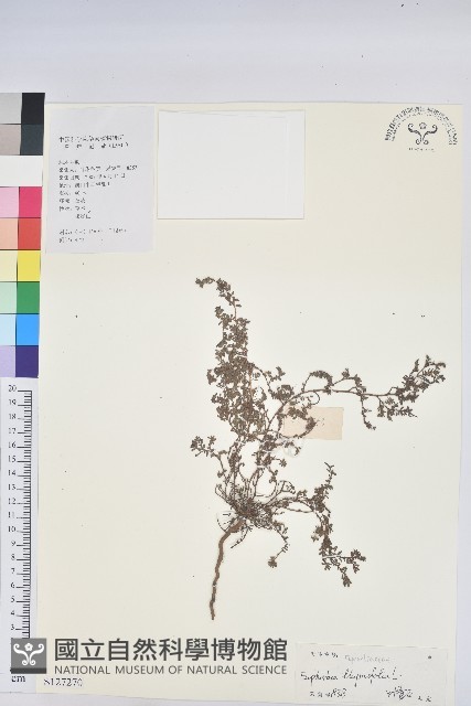 千根草藏品圖，第1張