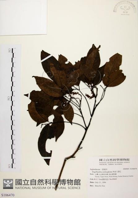 黃杞藏品圖，第1張