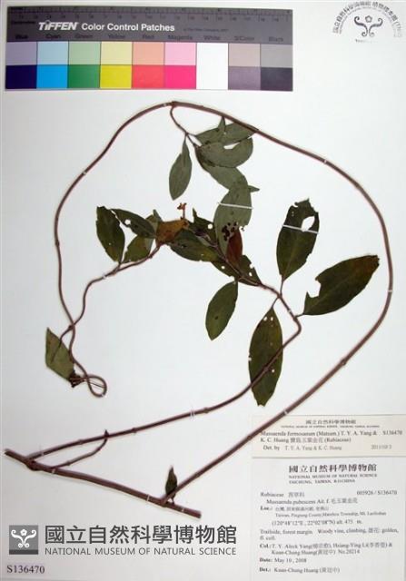 寶島玉葉金花藏品圖，第1張