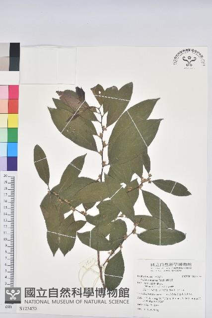 刺杜密藏品圖，第1張