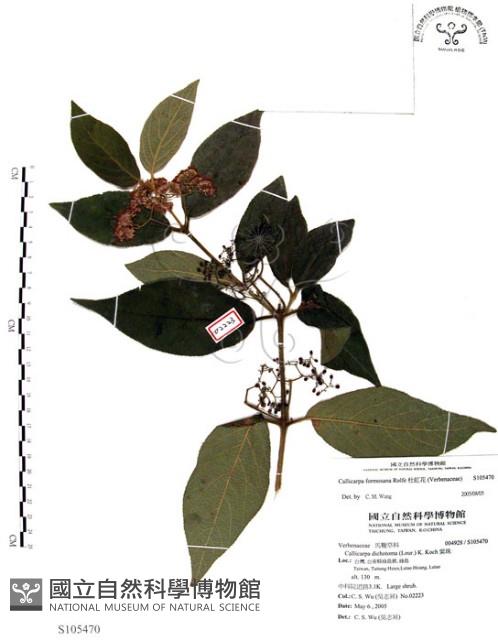 杜虹花，台灣紫珠藏品圖，第1張