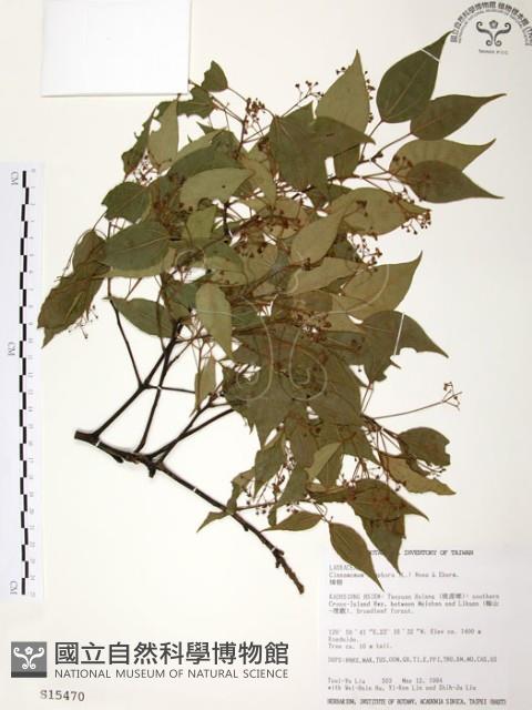 樟樹藏品圖，第1張