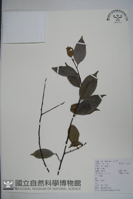 厚葉冬青藏品圖，第1張