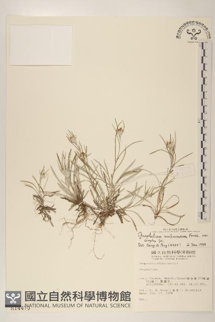 細葉鼠麴草藏品圖，第1張