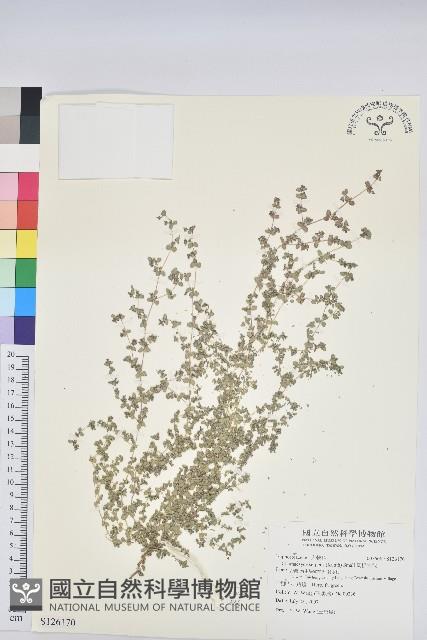 匐根大戟藏品圖，第1張