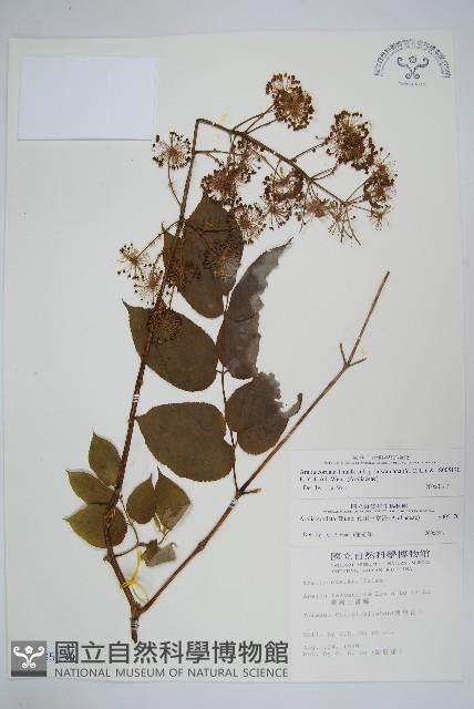 登錄號:S005170藏品圖，第1張