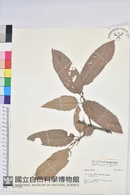 登錄號:S037170藏品圖，第1張