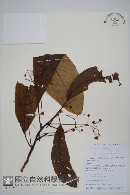 錐序水東哥藏品圖，第1張