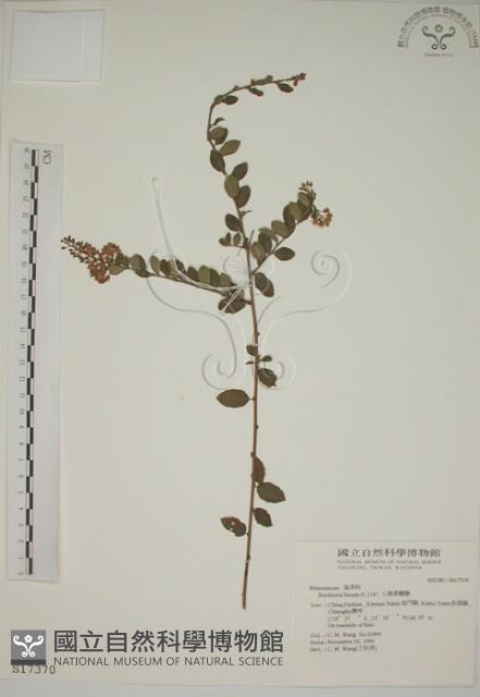 小葉黃鱔藤藏品圖，第1張