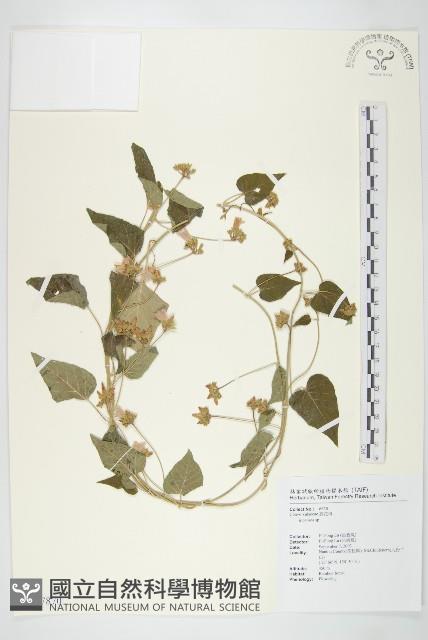 娥房藤藏品圖，第1張