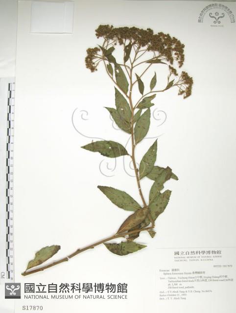 臺灣繡線菊藏品圖，第1張