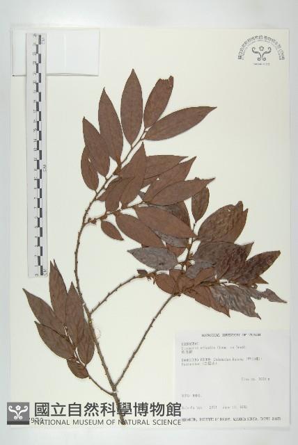 軟毛柿藏品圖，第1張