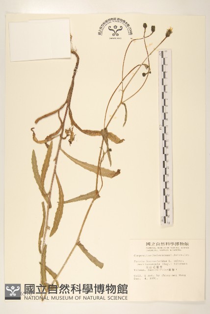 玉山毛蓮菜藏品圖，第1張