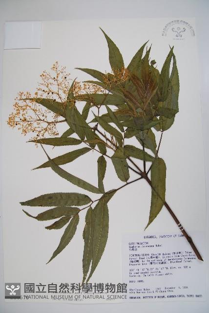 冇骨消藏品圖，第1張