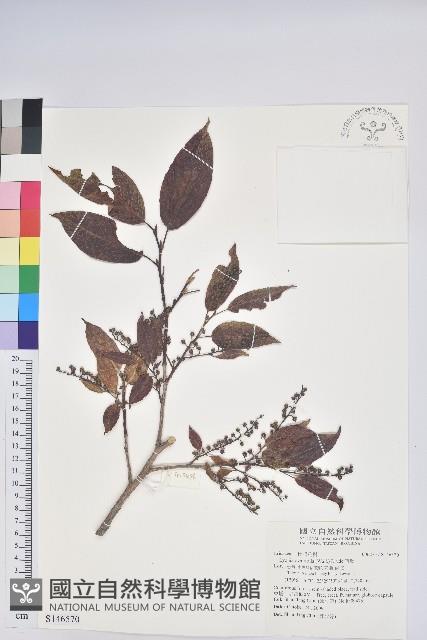 南燭藏品圖，第1張