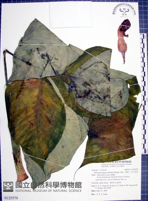 申跋、油跋、小天南星藏品圖，第1張