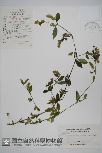 爵床、六角英藏品圖，第1張