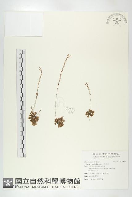 小毛氈苔藏品圖，第1張