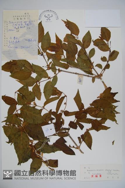 金銀忍冬藏品圖，第1張